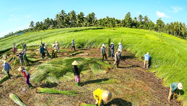 Nông dân thu hoạch lác. Đây là nguyên liệu chính làm nên những chiếc chiếu