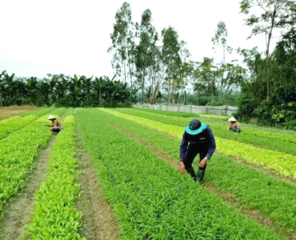 Cải thiện thu nhập cho người dân, đóng góp tích cực trong quá trình xây dựng nông thôn mới trên địa bàn.