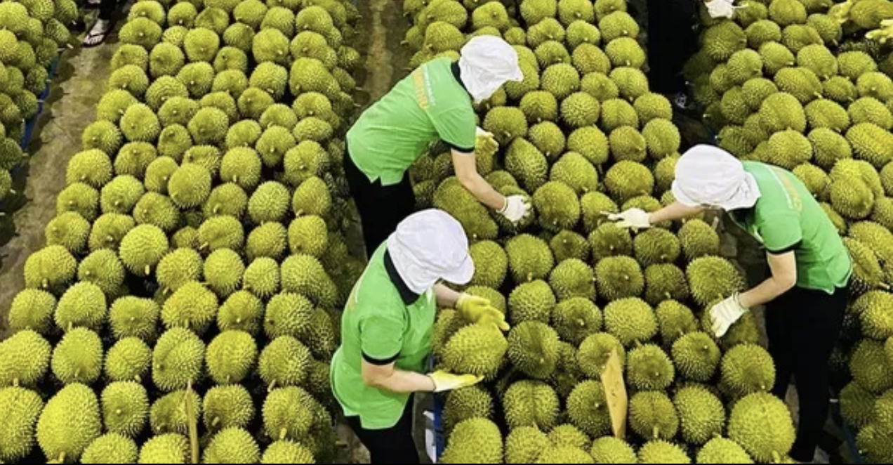 Nhập khẩu sầu riêng bất ngờ tăng đột biến 1.057%