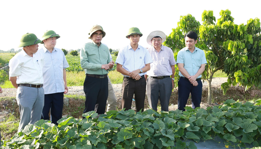 Đoàn công tác của Cục Trồng trọt thăm mô hình trồng dưa gang tại xã Hợp Thịnh