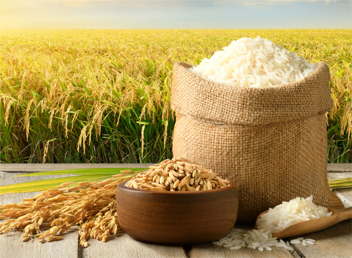 Giá lúa gạo hôm nay 25/10: Giá gạo xuất khẩu tiếp tục giảm