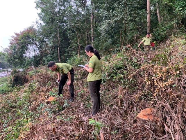 Kiểm Lâm Hà Trung đang tiến hành kiểm tra hiện trường vụ chặt phá rừng đặc dụng tại Khu di tích Quốc gia đền Bà Triệu (xã Triệu Lộc, huyện Hậu Lộc).