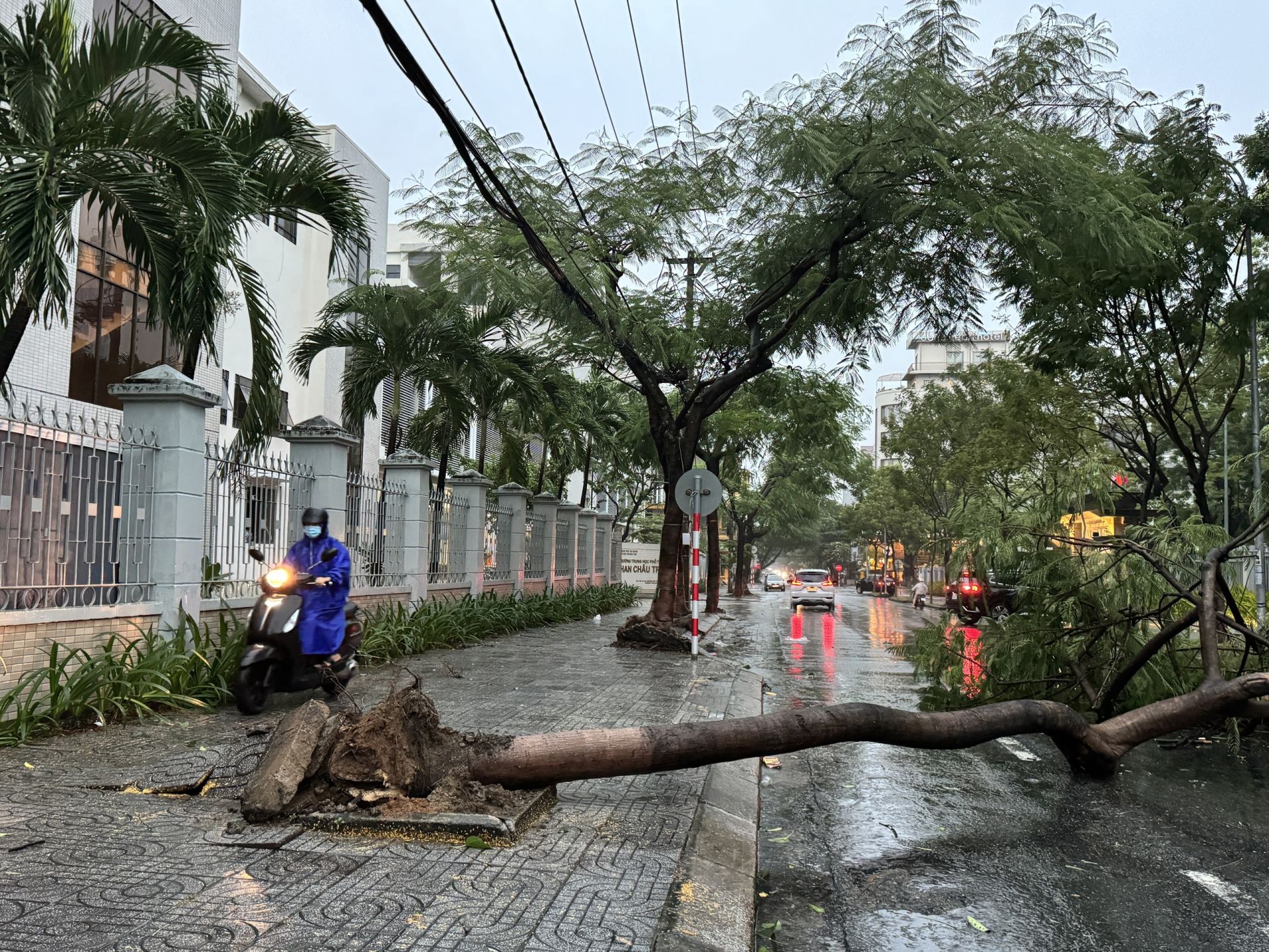 Cây ngã đổ trên đường Phan Châu Trinh - Đà Nẵng, nhiều ô tô đi đến đây phải quay đầu