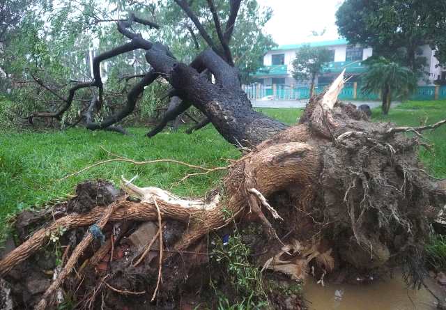 Đà Nẵng: Hơn 900 cây xanh đổ gãy, hàng trăm nhà dân bị ngập, tốc mái do bão TraMi