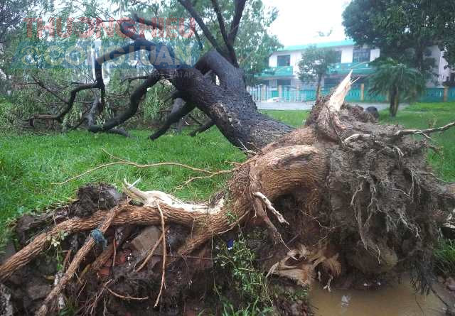 Toàn thành phố có hơn 900 cây xanh bị ngã sau cơn bão TraMi.