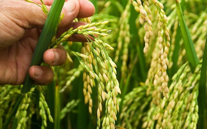 Giá lúa gạo hôm nay 28/10: Duy trì ổn định, thị trường giao dịch cầm chừng