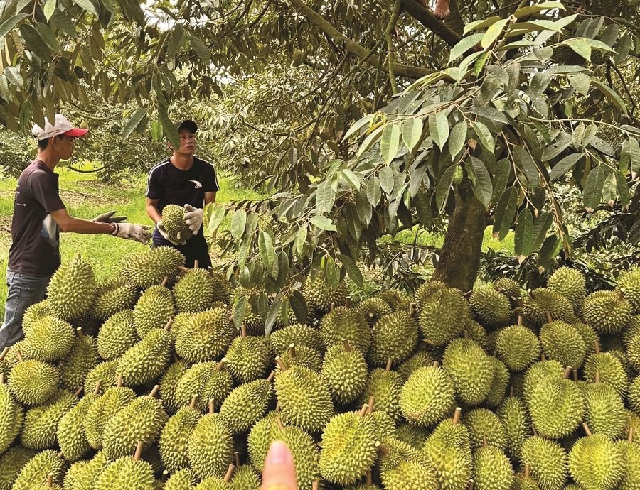 Sầu riêng hôm nay tiếp tục tăng, sầu Thái A có kho đã mua tới 158.000 đồng/kg