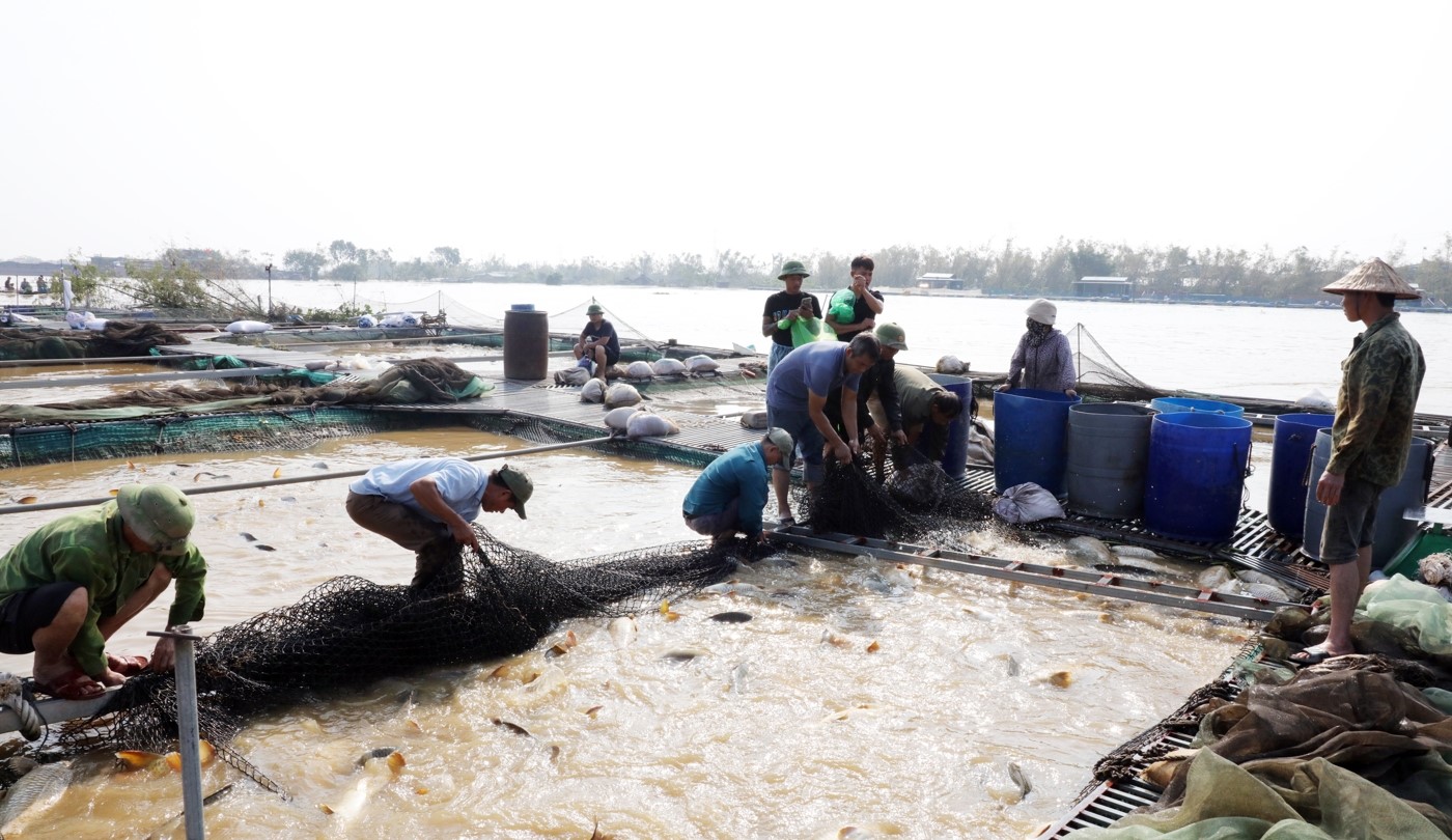 Các ngành chức năng và doanh nghiệp hỗ trợ tiêu thụ sản phẩm cho các hộ dân nuôi cá lồng bị ảnh hưởng do bão số 3 (Yagi).