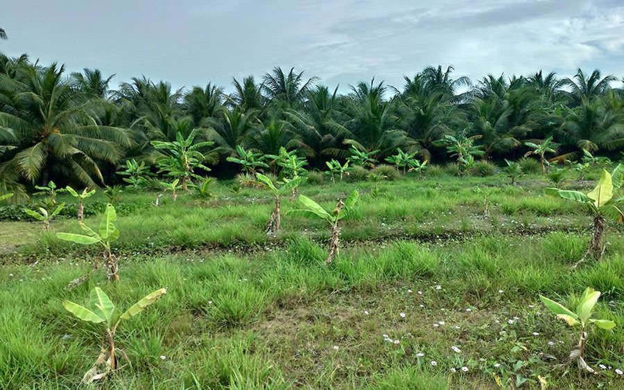 Quy định mới về tách thửa đất tại Bến Tre từ 5/11