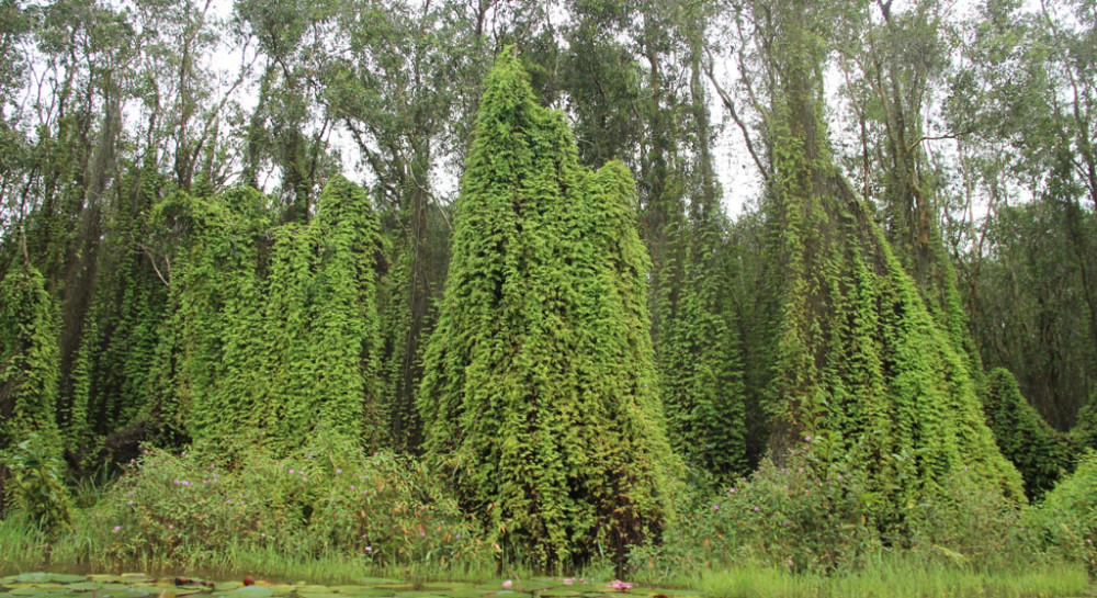 Tỉnh Long An hiện có hơn 20.898,42ha rừng