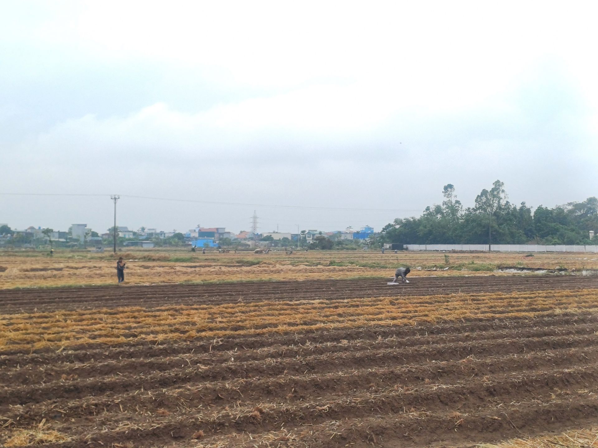 Sản xuất vụ đông góp phần phát triển nông nghiệp bền vững