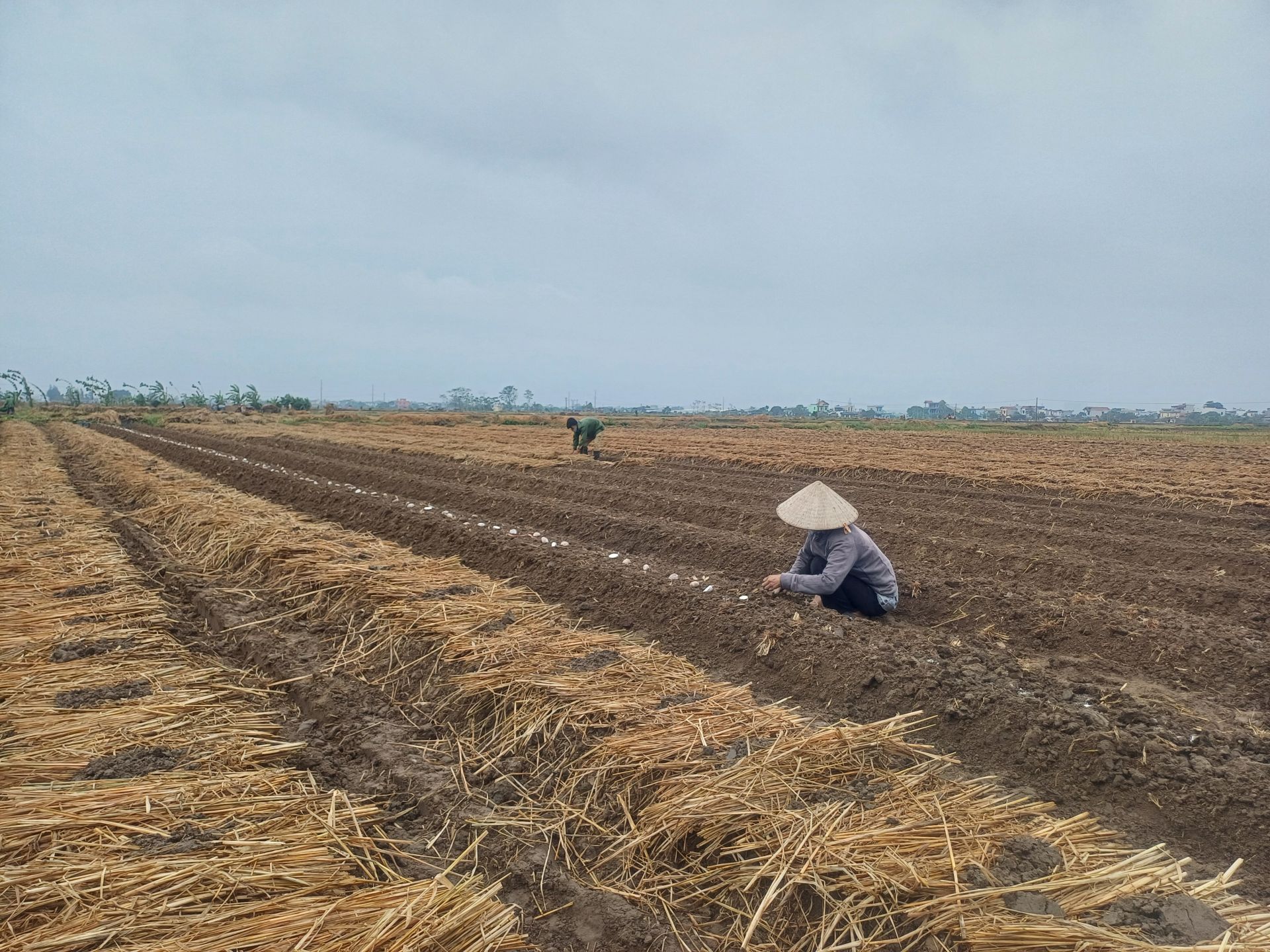 Người dân xã Vũ An, huyện Kiến Xương, bỏ mộng những luống khoai tây cuối cùng của vụ đông năm 2024.