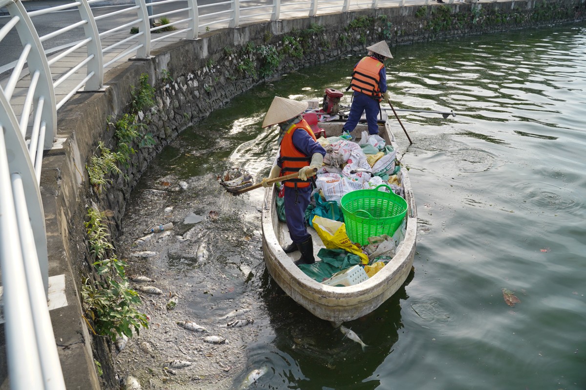 Lực lượng chức năng thu gom cá chết, nhằm giữ gìn vệ sinh môi trường. Ảnh: Đức Nguyễn