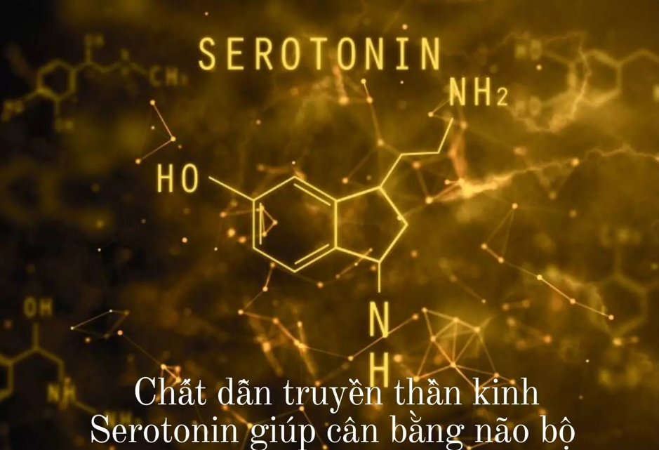 Suy giảm chất dẫn truyền thần kinh serotonin là nguyên nhân chính gây nên rối loạn lo âu Suy giảm chất dẫn truyền thần kinh serotonin là nguyên nhân chính gây nên rối loạn lo âu