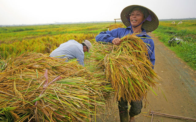 Giá lúa gạo hôm nay 5/11: Giá lúa biến động trái chiều, giá gạo giảm nhẹ. (Ảnh minh họa)