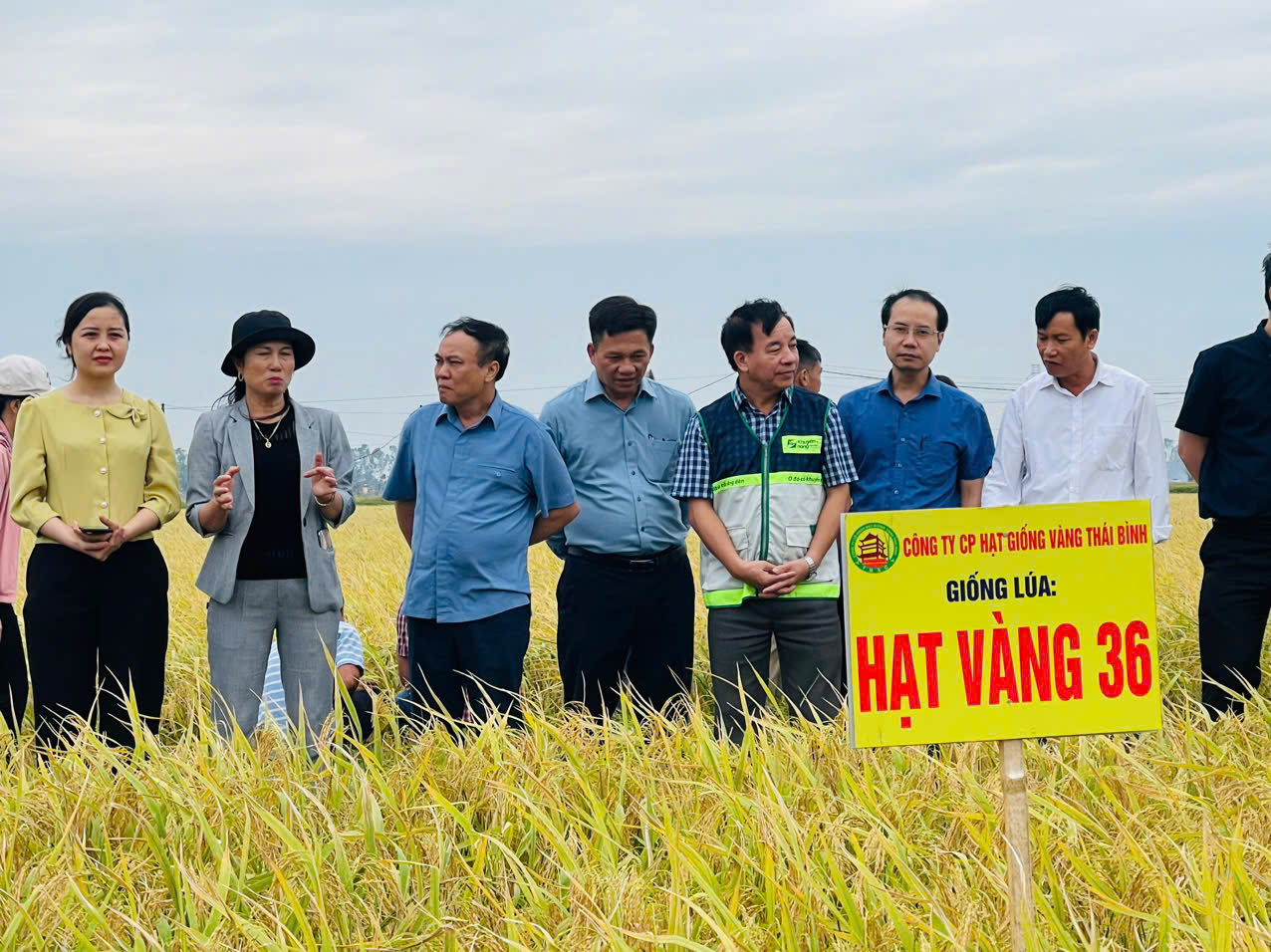 Hạt vàng 36 trên quê lúa Thái Bình