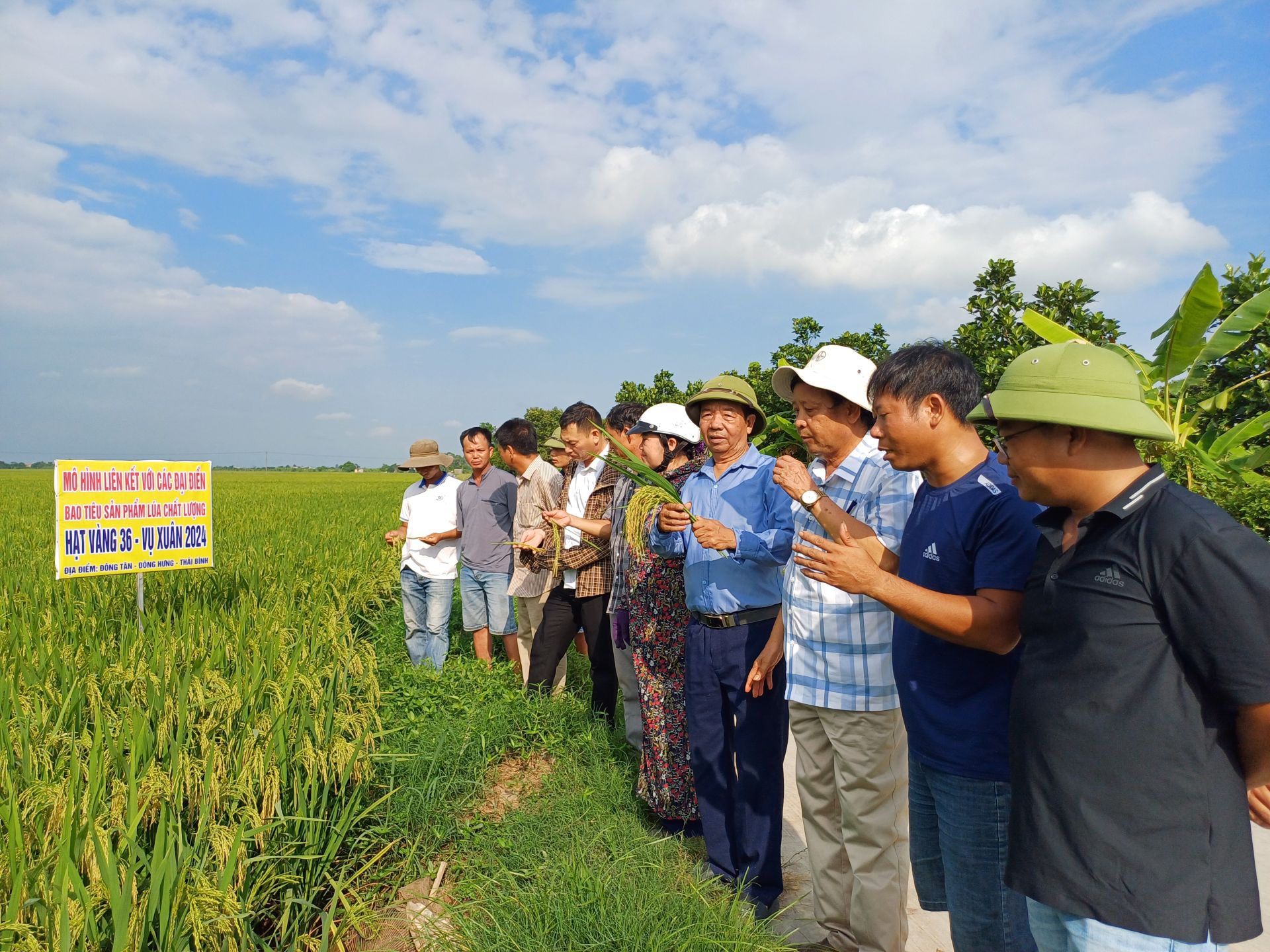 Ông Phạm Cao Chính, CT HĐQT Công ty Hạt giống vàng Thái Bình cùng đoàn Đại điền đi thăm những thửa ruộng cấy giống lúa ở Vụ Xuân của Công ty tại Thái Bình