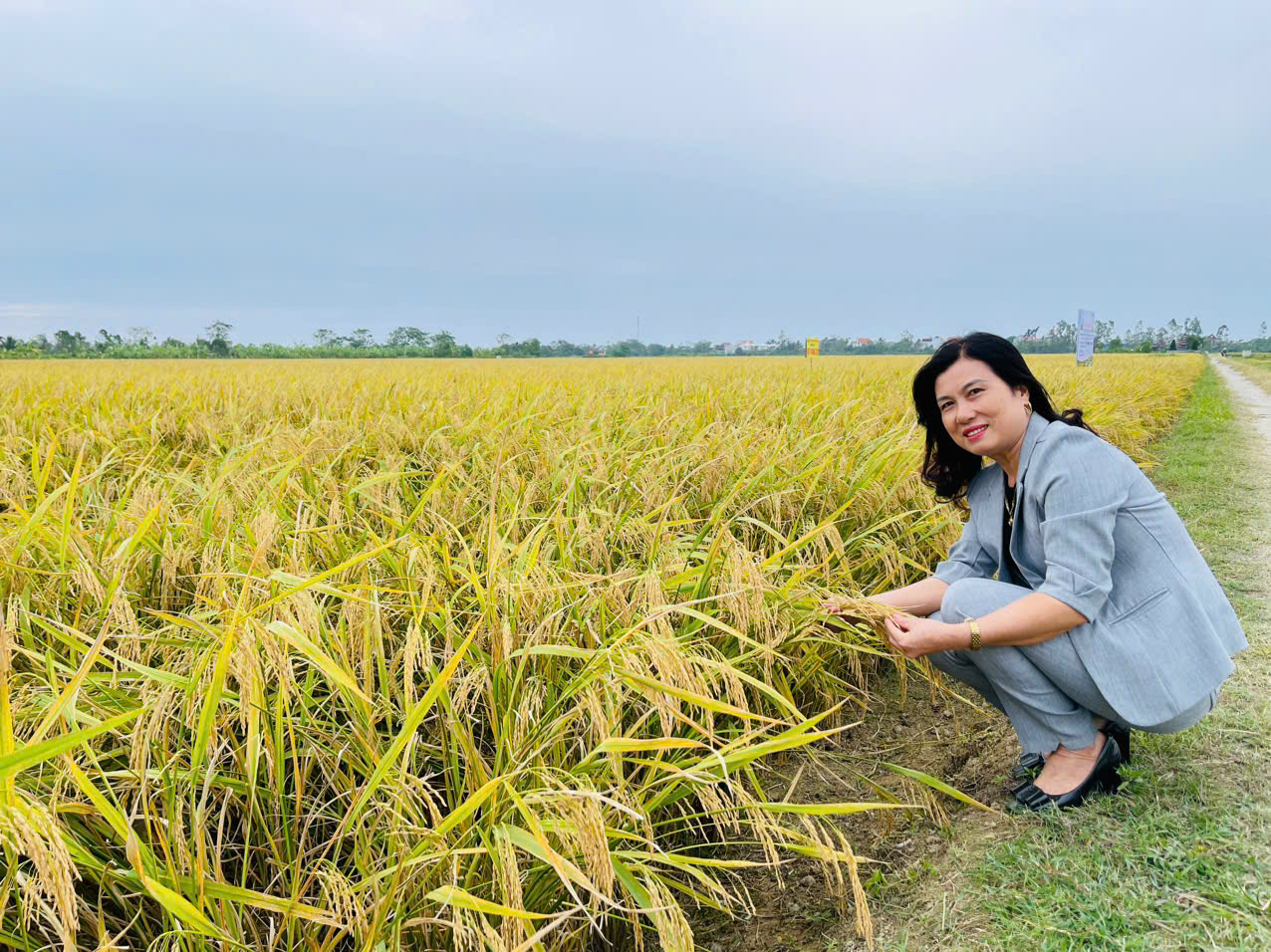 Hạt vàng 36 được người dân ví gọi là 