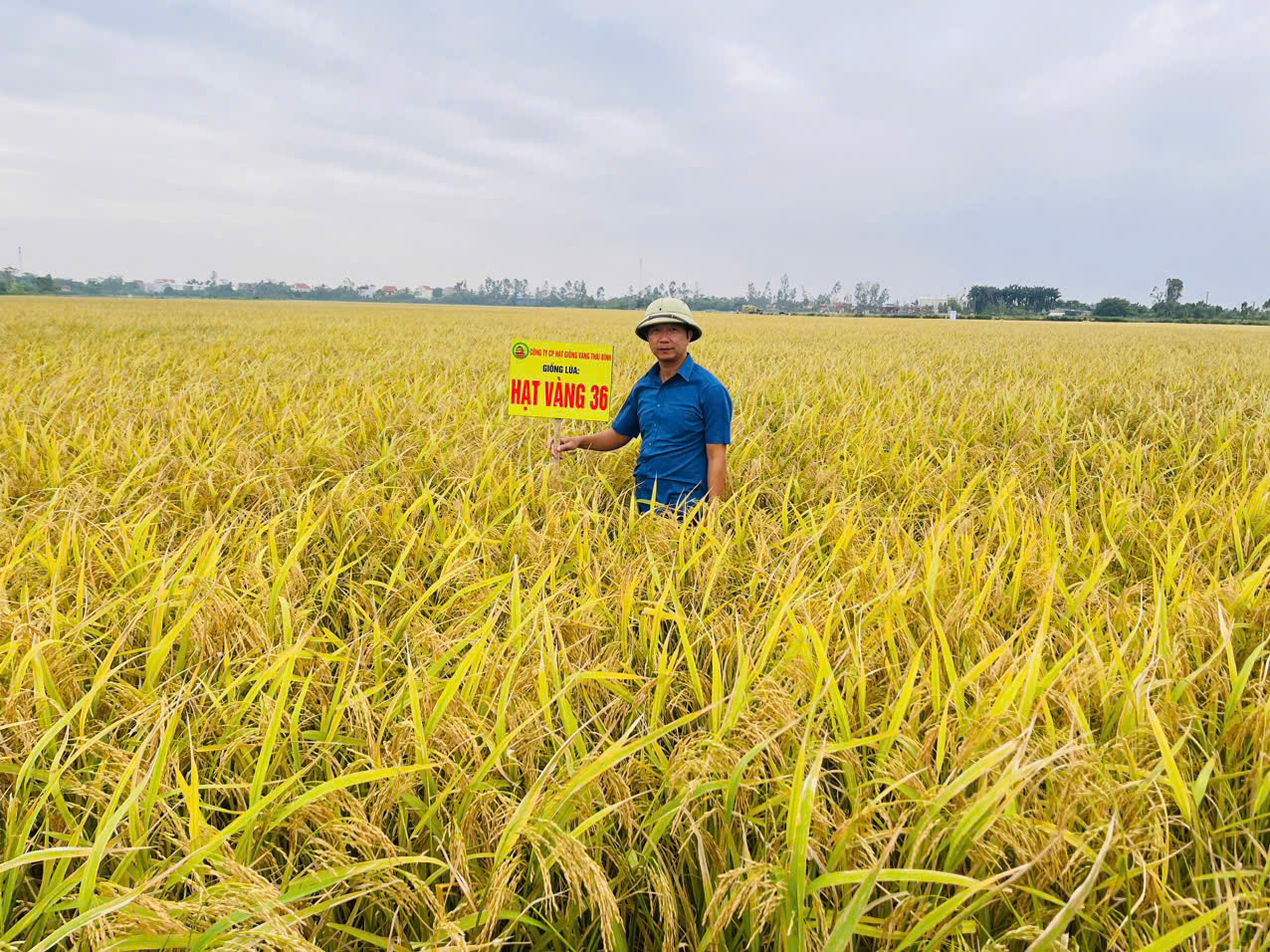 Thửa ruộng khảo nghiệm giống lúa Hạt vàng 36 của Công ty Hạt giống vàng Thái Bình