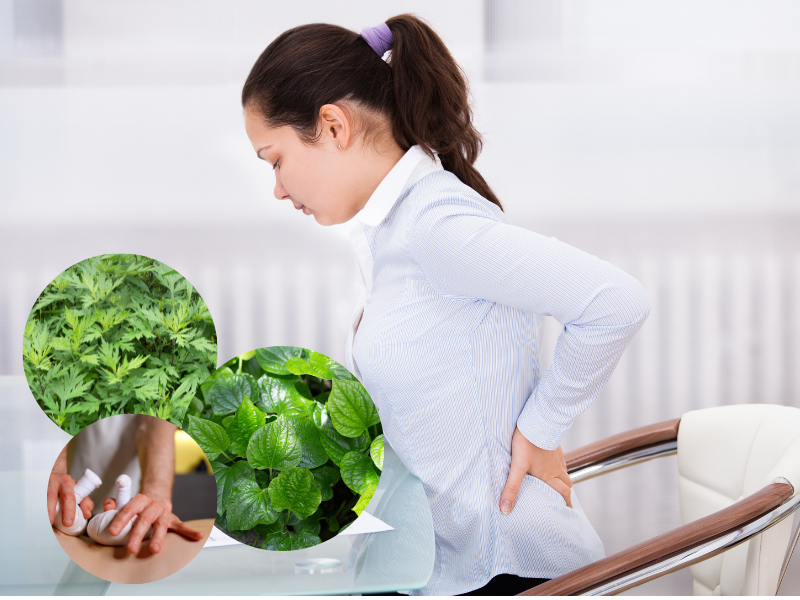 Bài thuốc dân gian từ lá lốt và ngải cứu giúp giảm đau lưng do thoái hóa đốt sống hiệu quả