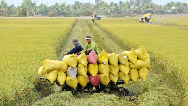 Giá lúa gạo hôm nay 7/11: Biến động trái chiều giữa lúa và gạo. (Ảnh minh họa)