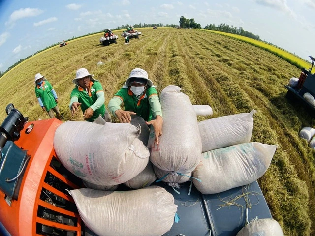 Giá lúa gạo hôm nay 8/11: Đồng loạt tăng giá. (Ảnh minh họa)