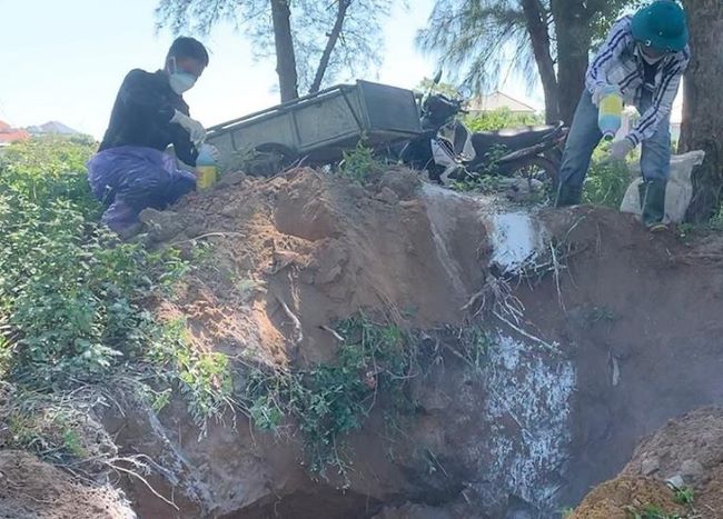 Chính quyền địa phương tiêu hủy các con lợn bị nhiễm dịch tả lợn châu Phi ở xã Tân Lâm Hương (tháng 8/2024).