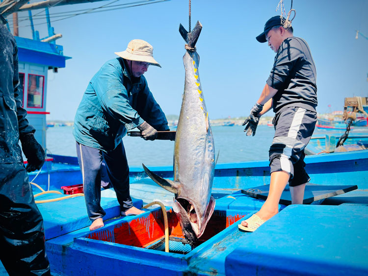 Chuyên gia trao đổi về kinh tế biển xanh. Ảnh internet. Chuyên gia trao đổi về kinh tế biển xanh. Ảnh internet.