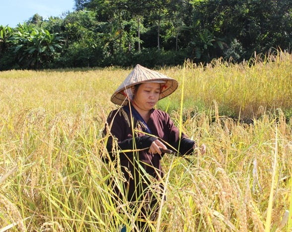 Người dân bản Bàn, xã Quang Chiểu thu hoạch lúa nếp Cay Nọi.