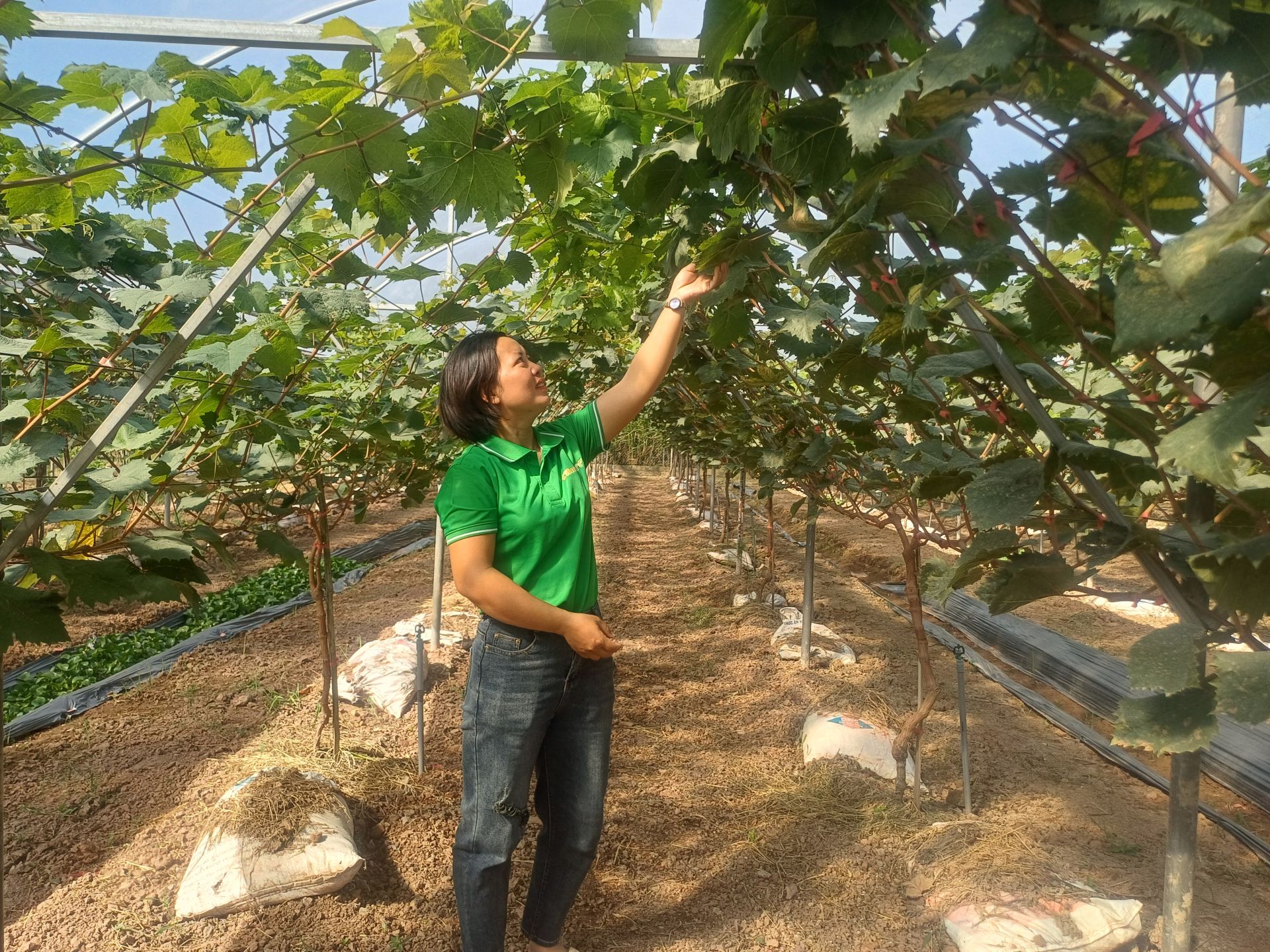 Kỹ sư nông nghiệp trở thành tỷ phú Nông sản sạch Thái Bình