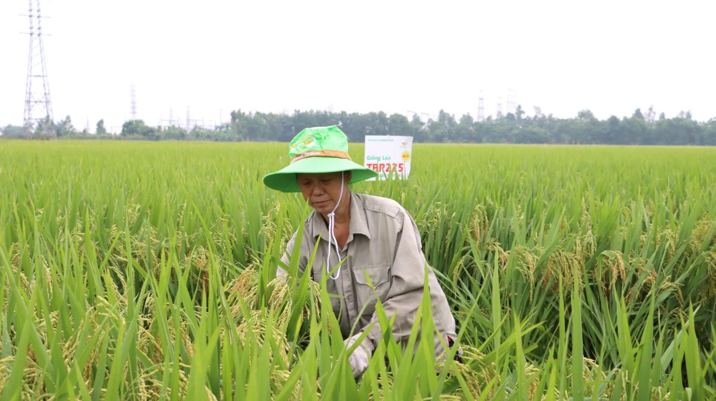 Cần Thơ phấn đấu xây dựng vùng sản xuất lúa chất lượng cao đạt 48.000 ha vào năm 2030