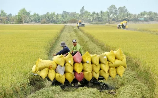 Giá lúa gạo hôm nay 14/11: Giá gạo giảm nhẹ 100 đồng/kg. (Ảnh minh họa)