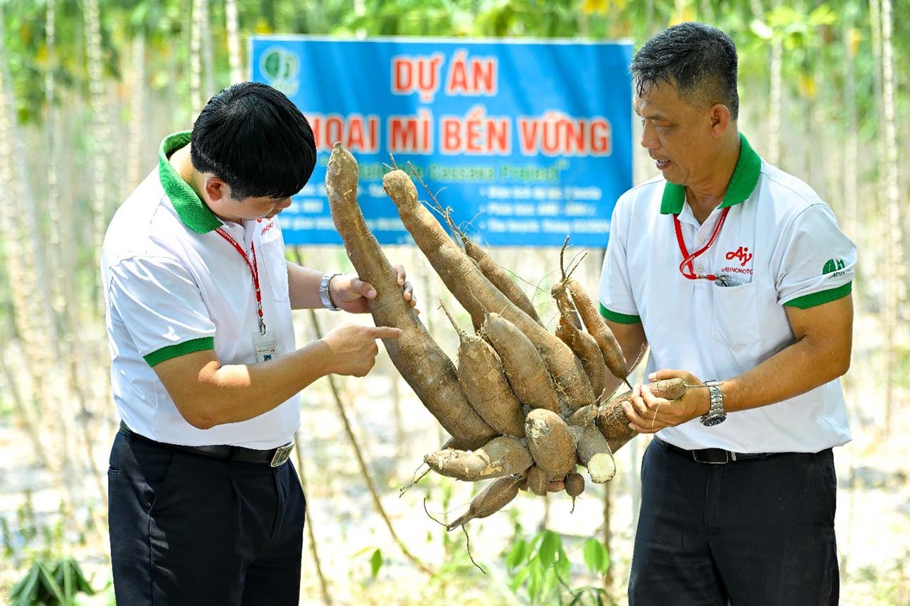 Dự án Khoai mì bền vững mà Ajinomoto Việt Nam đang triển khai vừa giúp tăng gần gấp đôi năng suất cây khoai mì, tăng thu nhập cho người nông dân