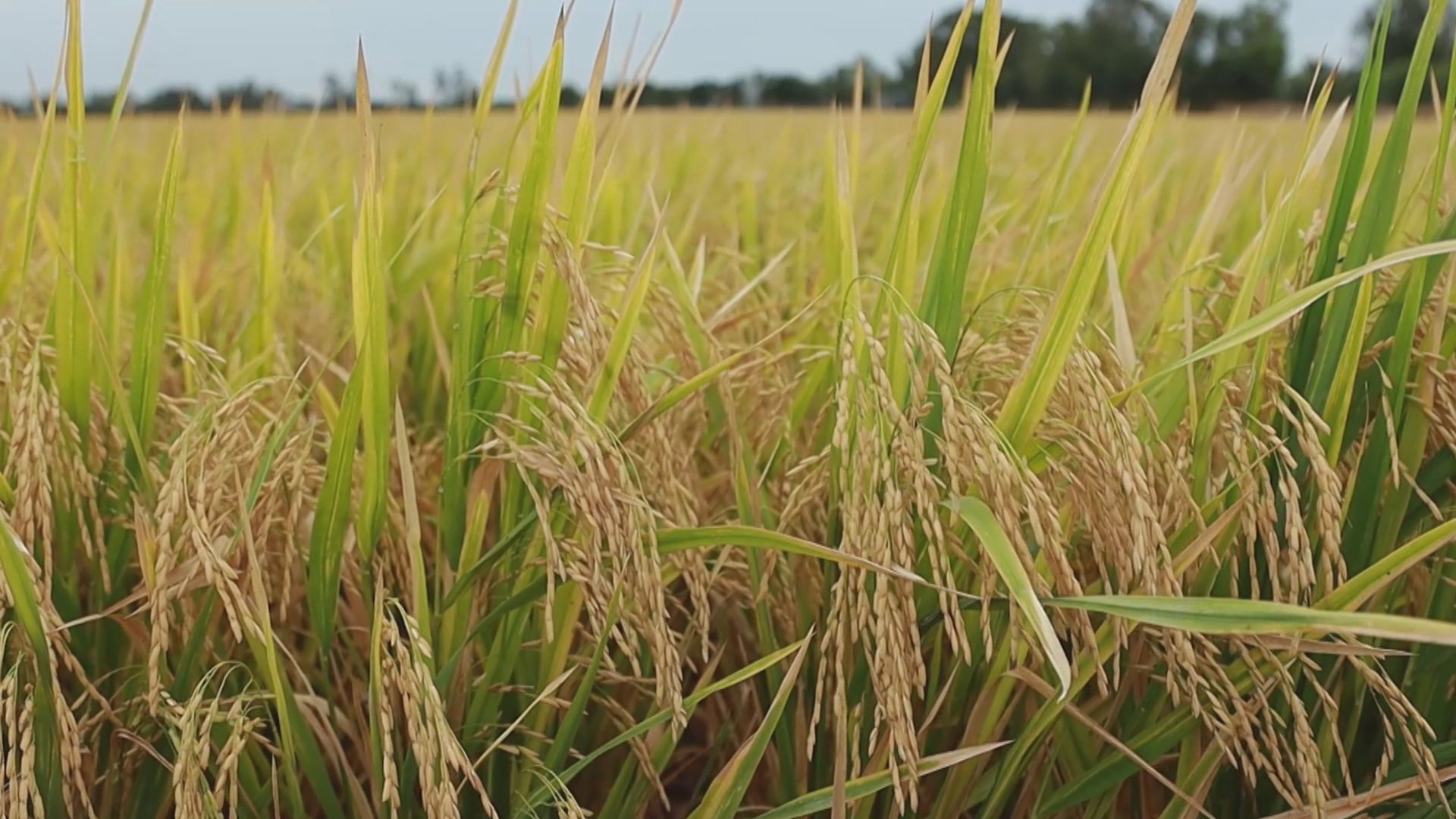 Giá lúa gạo hôm nay ngày 20/11: Đi ngang