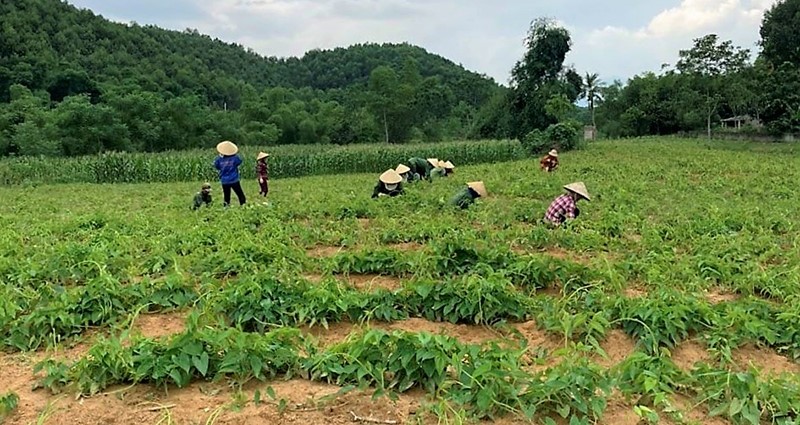 Người dân xã Luận Khê (Thường Xuân) chăm sóc cây hoài sơn.