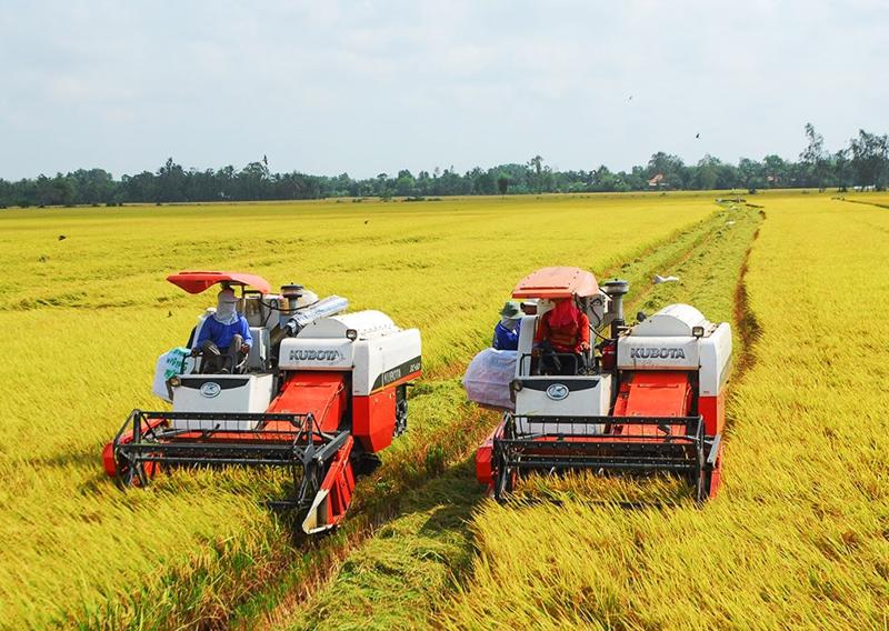 Mô hình thí điểm của Đề án 1 triệu ha chuyên canh lúa chất lượng cao sẽ thực hiện ở 12 địa phương