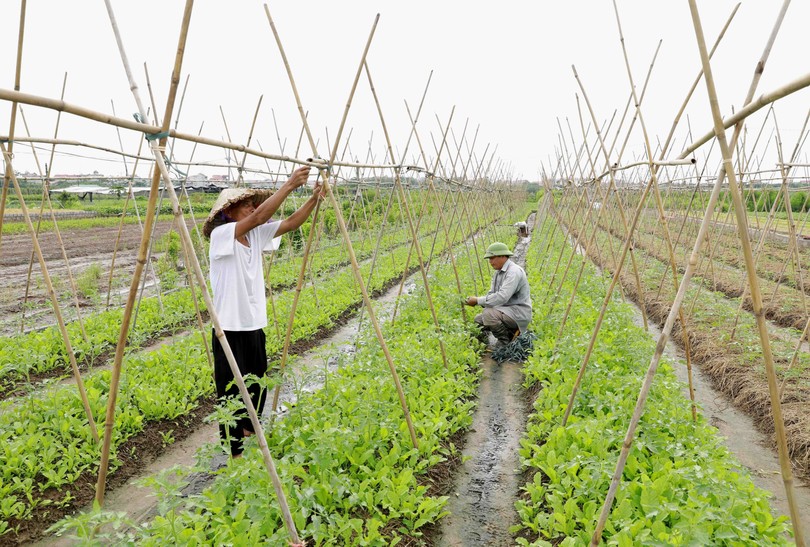 Người dân xã Tân Minh (huyện Thường Tín, Hà Nội) chăm sóc rau an toàn. Ảnh: KT