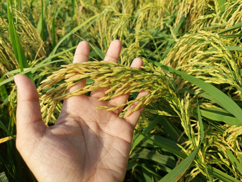 Giá lúa gạo hôm nay ngày 28/11: Thị trường gạo thơm đẹp giá cao