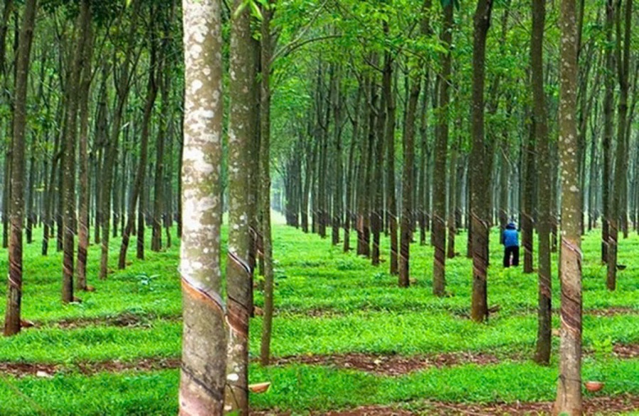 Giá cao su hôm nay, thị trường hôm nay đảo chiều với hôm qua, tăng trên thị trường Trung Quốc, Singapore, ngược lại giảm tại Nhật Bản.