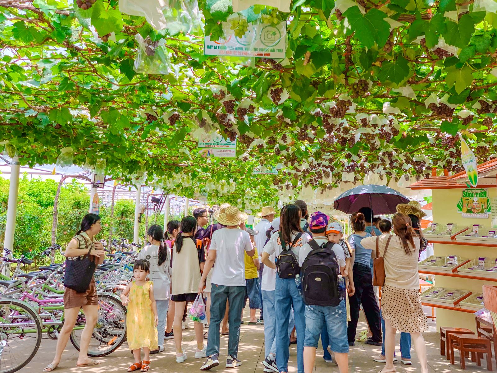 TP. Hồ Chí Minh: Du lịch nông nghiệp đã có bước phát triển khởi sắc