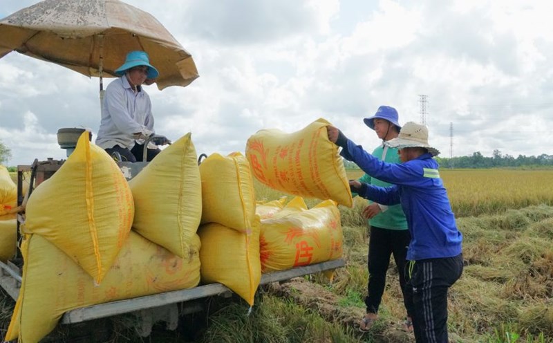 Giá lúa gạo hôm nay ngày 28/11: Thị trường gạo thơm đẹp giá cao. (Ảnh minh họa)