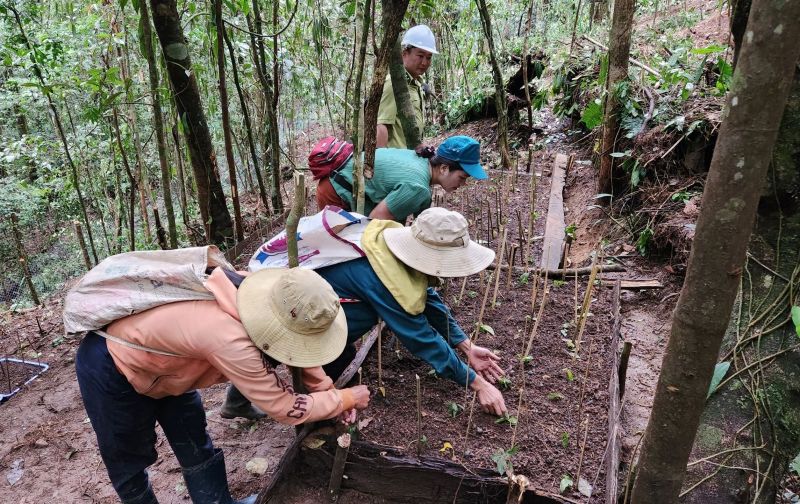 Các giải pháp trên nhằm quản lý, bảo vệ và phát triển sâm Ngọc Linh, góp phần nâng cao giá trị sản phẩm và uy tín thương hiệu của tỉnh trên thị trường trong nước và quốc tế.