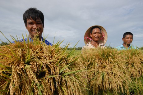 Giá lúa gạo hôm nay ngày 1/12: Đi ngang, tuần qua giá lúa gạo biến động mạnh
