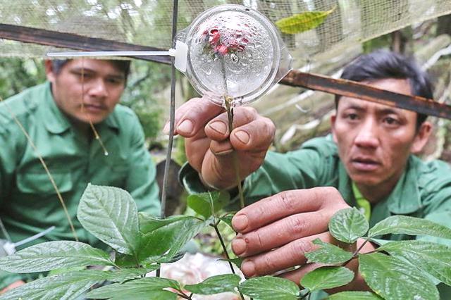 Sâm Ngọc Linh được định hướng là cây trồng chiến lược của tỉnh Kon Tum