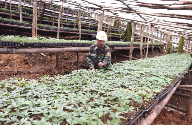 Sâm Việt Nam nhìn từ góc độ lịch sử, khoa học và thực tiễn