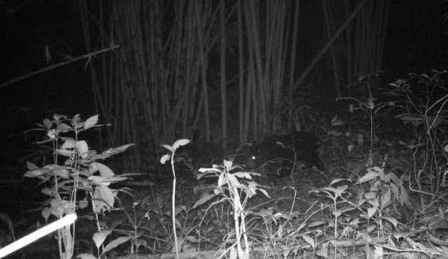 Qua thiết bị phát hiện loài gấu ngựa có nguy cơ tuyệt chủng tại Vườn quốc gia Chư Mom Ray