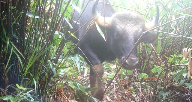 Bẫy ảnh Vườn quốc gia Chư Mon Ray ghi nhận nhiều loài động vật cực kỳ quý hiếm