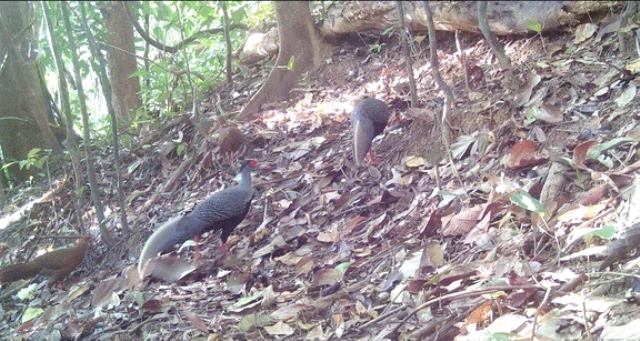 Nhiều loài động vật quý hiếm, có nguy cơ tuyệt chủng đang trở về Vườn quốc gia Chư Mom Ray