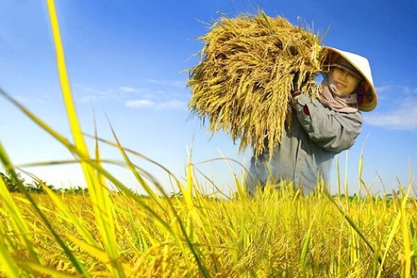 Giá lúa gạo hôm nay ngày 12/12: Lúa tươi nông dân chào giá cao