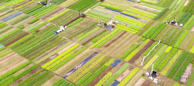 Làng rau thương hiệu Trà Quế vào xuân